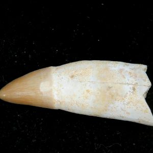 Genuine Eocene Age Dyrosaurus Crocodile Tooth Fossils for Sale from Morocco #22