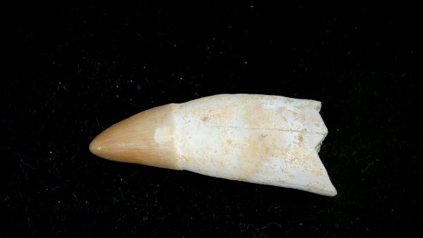 Morocco Eocene Age Dyrosaurus Crocodile Tooth 22 | Fossils for Sale Genuine Eocene Age Dyrosaurus Crocodile Tooth Fossils for Sale from Morocco #22