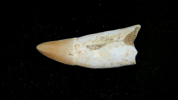 Morocco Eocene Age Dyrosaurus Crocodile Tooth 22a | Fossils for Sale Genuine Eocene Age Dyrosaurus Crocodile Tooth Fossils for Sale from Morocco #22a