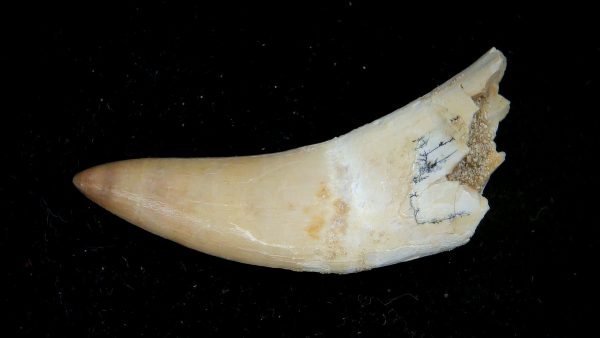 Morocco Eocene Age Dyrosaurus Crocodile Tooth 23a | Fossils for Sale Genuine Eocene Age Dyrosaurus Crocodile Tooth Fossils for Sale from Morocco #23a