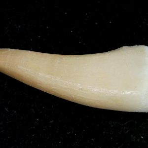 Genuine Eocene Age Dyrosaurus Crocodile Tooth Fossils for Sale from Morocco #24