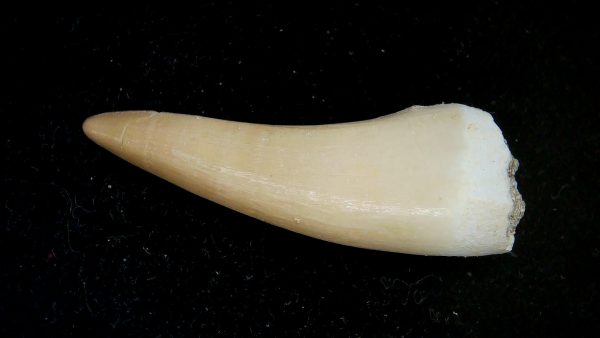 Morocco Eocene Age Dyrosaurus Crocodile Tooth 24 | Fossils for Sale Genuine Eocene Age Dyrosaurus Crocodile Tooth Fossils for Sale from Morocco #24