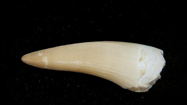 Morocco Eocene Age Dyrosaurus Crocodile Tooth 24a | Fossils for Sale Genuine Eocene Age Dyrosaurus Crocodile Tooth Fossils for Sale from Morocco #24a