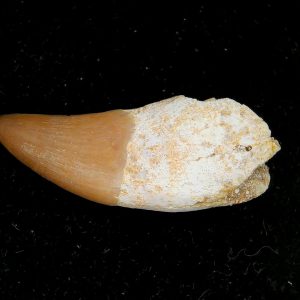 Genuine Eocene Age Dyrosaurus Crocodile Tooth Fossils for Sale from Morocco #25