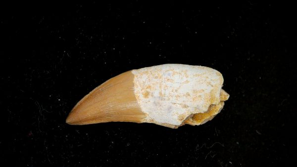 Morocco Eocene Age Dyrosaurus Crocodile Tooth 25a | Fossils for Sale Genuine Eocene Age Dyrosaurus Crocodile Tooth Fossils for Sale from Morocco #25a