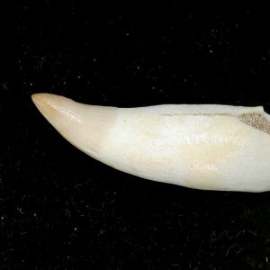 Genuine Eocene Age Dyrosaurus Crocodile Tooth Fossils for Sale from Morocco #26