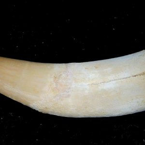 Genuine Eocene Age Dyrosaurus Crocodile Tooth Fossils for Sale from Morocco #27