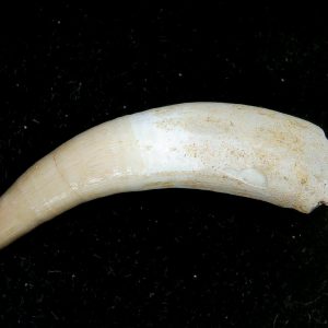 Genuine Eocene Age Dyrosaurus Crocodile Tooth Fossils for Sale from Morocco #28