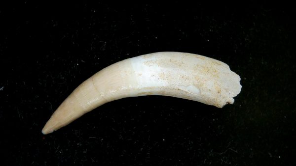 Morocco Eocene Age Dyrosaurus Crocodile Tooth 28 | Fossils for Sale Genuine Eocene Age Dyrosaurus Crocodile Tooth Fossils for Sale from Morocco #28
