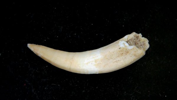 Morocco Eocene Age Dyrosaurus Crocodile Tooth 28a | Fossils for Sale Genuine Eocene Age Dyrosaurus Crocodile Tooth Fossils for Sale from Morocco #28a