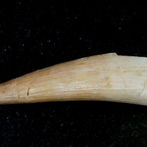 Genuine Eocene Age Dyrosaurus Crocodile Tooth Fossils for Sale from Morocco #29