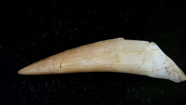 Morocco Eocene Age Dyrosaurus Crocodile Tooth 29 | Fossils for Sale Genuine Eocene Age Dyrosaurus Crocodile Tooth Fossils for Sale from Morocco #29