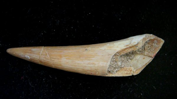 Morocco Eocene Age Dyrosaurus Crocodile Tooth 29a | Fossils for Sale Genuine Eocene Age Dyrosaurus Crocodile Tooth Fossils for Sale from Morocco #29a