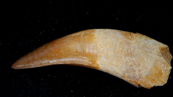 Morocco Eocene Age Dyrosaurus Crocodile Tooth 30a | Fossils for Sale Genuine Eocene Age Dyrosaurus Crocodile Tooth Fossils for Sale from Morocco #30a