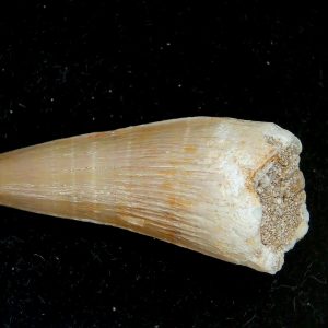 Genuine Eocene Age Dyrosaurus Crocodile Tooth Fossils for Sale from Morocco #31