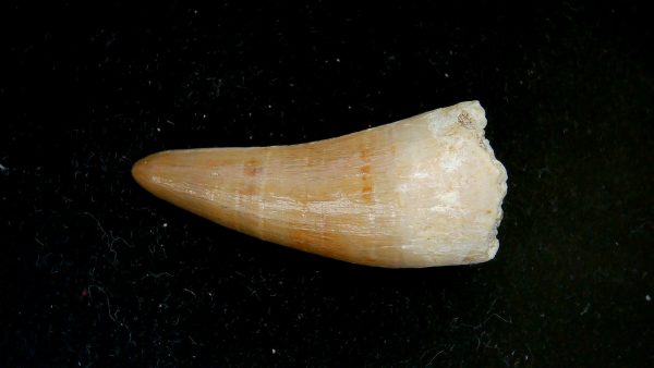 Morocco Eocene Age Dyrosaurus Crocodile Tooth 31a | Fossils for Sale Genuine Eocene Age Dyrosaurus Crocodile Tooth Fossils for Sale from Morocco #31a