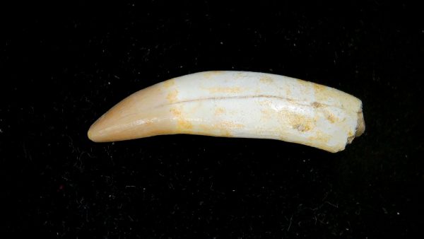 Morocco Eocene Age Dyrosaurus Crocodile Tooth 32 | Fossils for Sale Genuine Eocene Age Dyrosaurus Crocodile Tooth Fossils for Sale from Morocco #32