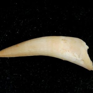 Genuine Eocene Age Dyrosaurus Crocodile Tooth Fossils for Sale from Morocco #33