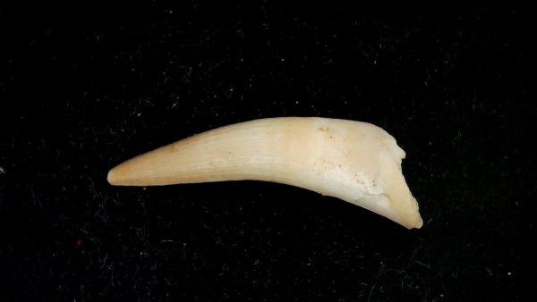 Morocco Eocene Age Dyrosaurus Crocodile Tooth 33 | Fossils for Sale Genuine Eocene Age Dyrosaurus Crocodile Tooth Fossils for Sale from Morocco #33