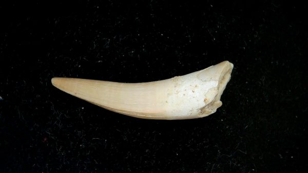 Morocco Eocene Age Dyrosaurus Crocodile Tooth 33a | Fossils for Sale Genuine Eocene Age Dyrosaurus Crocodile Tooth Fossils for Sale from Morocco #33a