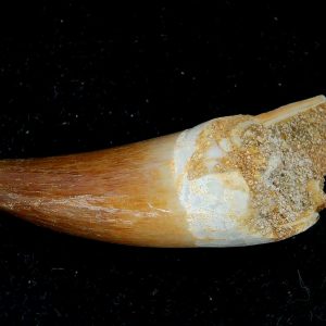 Genuine Eocene Age Dyrosaurus Crocodile Tooth Fossils for Sale from Morocco #34