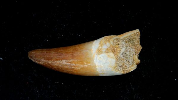 Morocco Eocene Age Dyrosaurus Crocodile Tooth 34 | Fossils for Sale Genuine Eocene Age Dyrosaurus Crocodile Tooth Fossils for Sale from Morocco #34
