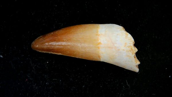 Morocco Eocene Age Dyrosaurus Crocodile Tooth 34a | Fossils for Sale Genuine Eocene Age Dyrosaurus Crocodile Tooth Fossils for Sale from Morocco #34a