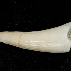 Genuine Eocene Age Dyrosaurus Crocodile Tooth Fossils for Sale from Morocco #35