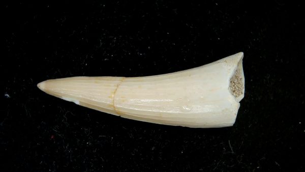 Morocco Eocene Age Dyrosaurus Crocodile Tooth 35 | Fossils for Sale Genuine Eocene Age Dyrosaurus Crocodile Tooth Fossils for Sale from Morocco #35