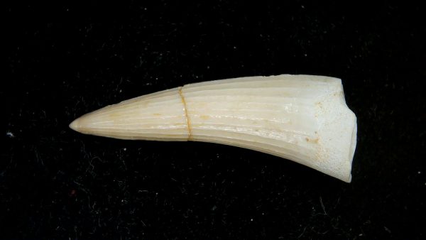 Morocco Eocene Age Dyrosaurus Crocodile Tooth 35a | Fossils for Sale Genuine Eocene Age Dyrosaurus Crocodile Tooth Fossils for Sale from Morocco #35a