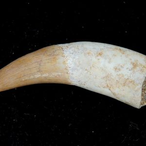 Genuine Eocene Age Dyrosaurus Crocodile Tooth Fossils for Sale from Morocco #36
