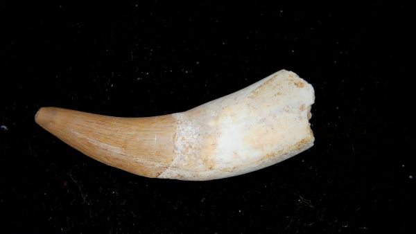 Morocco Eocene Age Dyrosaurus Crocodile Tooth 36a | Fossils for Sale Genuine Eocene Age Dyrosaurus Crocodile Tooth Fossils for Sale from Morocco #36a