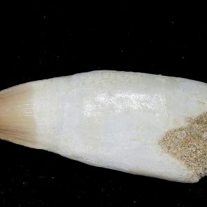 Genuine Eocene Age Dyrosaurus Crocodile Tooth Fossils for Sale from Morocco #37