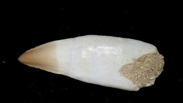 Morocco Eocene Age Dyrosaurus Crocodile Tooth 37 | Fossils for Sale Genuine Eocene Age Dyrosaurus Crocodile Tooth Fossils for Sale from Morocco #37