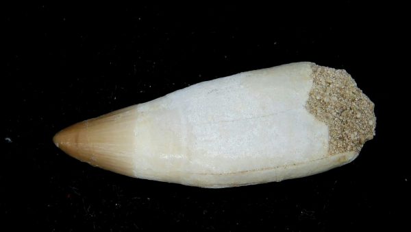 Morocco Eocene Age Dyrosaurus Crocodile Tooth 37a | Fossils for Sale Genuine Eocene Age Dyrosaurus Crocodile Tooth Fossils for Sale from Morocco #37a