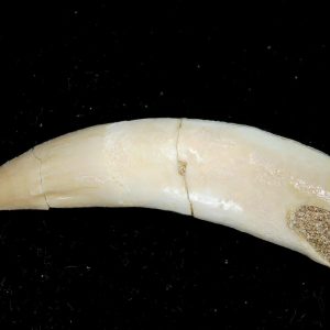 Genuine Eocene Age Dyrosaurus Crocodile Tooth Fossils for Sale from Morocco #38