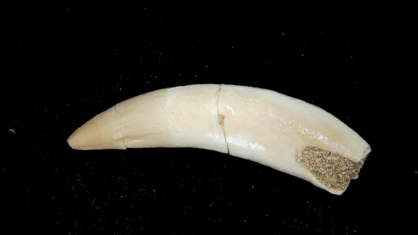Morocco Eocene Age Dyrosaurus Crocodile Tooth 38 | Fossils for Sale Genuine Eocene Age Dyrosaurus Crocodile Tooth Fossils for Sale from Morocco #38