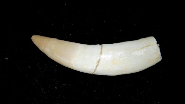 Morocco Eocene Age Dyrosaurus Crocodile Tooth 38a | Fossils for Sale Genuine Eocene Age Dyrosaurus Crocodile Tooth Fossils for Sale from Morocco #38a
