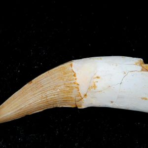 Genuine Eocene Age Dyrosaurus Crocodile Tooth Fossils for Sale from Morocco #39