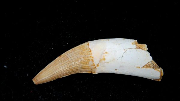 Morocco Eocene Age Dyrosaurus Crocodile Tooth 39 | Fossils for Sale Genuine Eocene Age Dyrosaurus Crocodile Tooth Fossils for Sale from Morocco #39