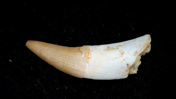 Morocco Eocene Age Dyrosaurus Crocodile Tooth 39a | Fossils for Sale Genuine Eocene Age Dyrosaurus Crocodile Tooth Fossils for Sale from Morocco #39a