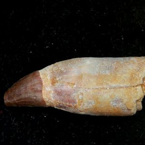 Genuine Eocene Age Dyrosaurus Crocodile Tooth Fossils for Sale from Morocco #40