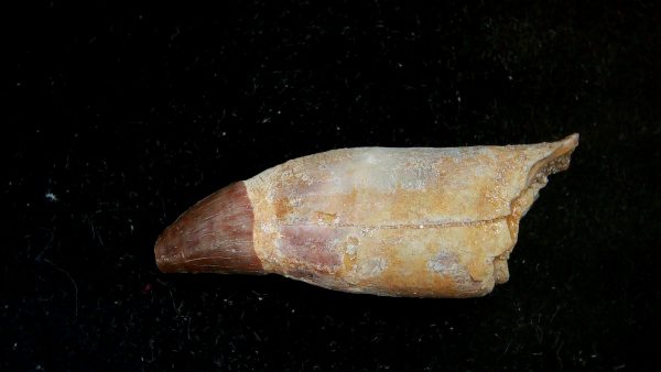 Morocco Eocene Age Dyrosaurus Crocodile Tooth 40 | Fossils for Sale Genuine Eocene Age Dyrosaurus Crocodile Tooth Fossils for Sale from Morocco #40