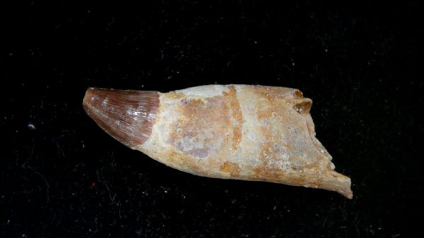 Morocco Eocene Age Dyrosaurus Crocodile Tooth 40a | Fossils for Sale Genuine Eocene Age Dyrosaurus Crocodile Tooth Fossils for Sale from Morocco #40a