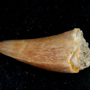 Genuine Eocene Age Dyrosaurus Crocodile Tooth Fossils for Sale from Morocco #41