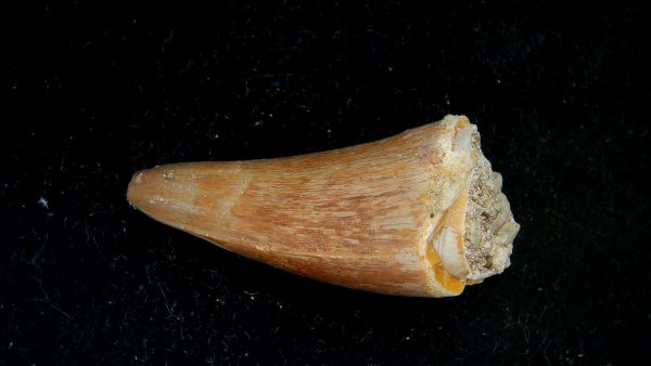 Morocco Eocene Age Dyrosaurus Crocodile Tooth 41 | Fossils for Sale Genuine Eocene Age Dyrosaurus Crocodile Tooth Fossils for Sale from Morocco #41