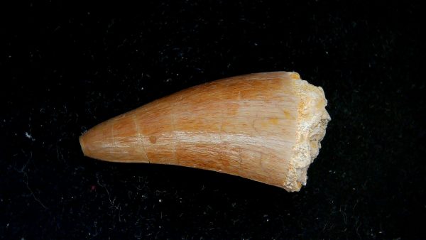 Morocco Eocene Age Dyrosaurus Crocodile Tooth 41a | Fossils for Sale Genuine Eocene Age Dyrosaurus Crocodile Tooth Fossils for Sale from Morocco #41a