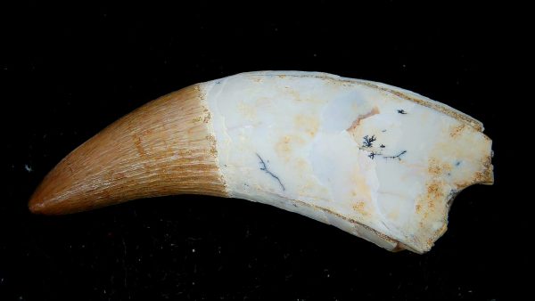 Morocco Eocene Age Dyrosaurus Crocodile Tooth 42 | Fossils for Sale Genuine Eocene Age Dyrosaurus Crocodile Tooth Fossils for Sale from Morocco #42