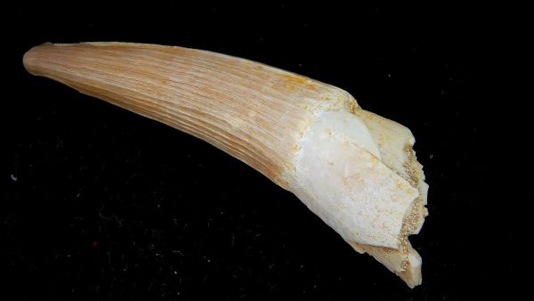 Morocco Eocene Age Dyrosaurus Crocodile Tooth 43 | Fossils for Sale Genuine Eocene Age Dyrosaurus Crocodile Tooth Fossils for Sale from Morocco #43