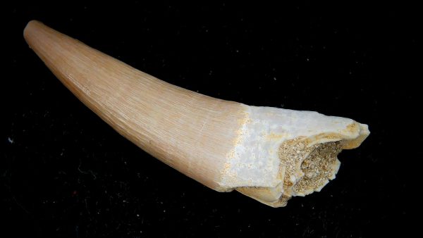 Morocco Eocene Age Dyrosaurus Crocodile Tooth 43a | Fossils for Sale Genuine Eocene Age Dyrosaurus Crocodile Tooth Fossils for Sale from Morocco #43a